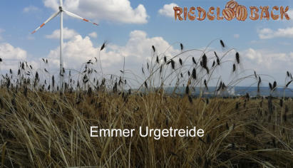 Emmer Urgetreide von Riedelbäck e.K.