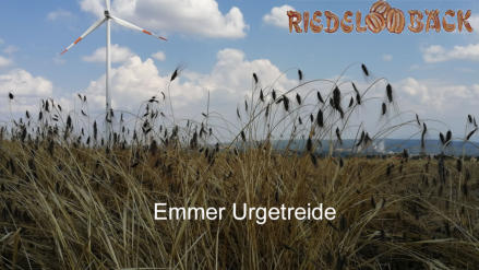 Emmer Urgetreide von Riedelbäck e.K.